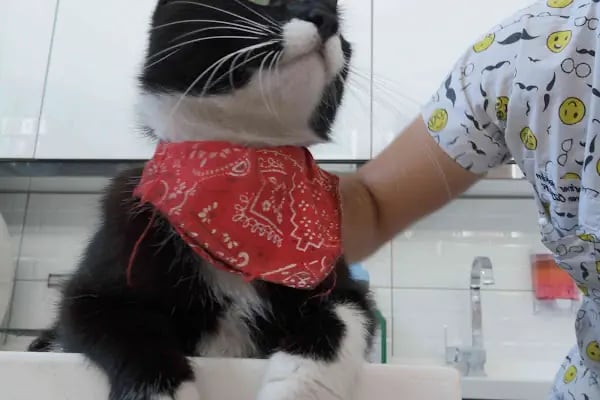 Vetico Veteriner Kliniği 7/24 - Resim 13