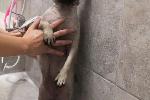Vetico Veteriner Kliniği 7/24 - Resim 19