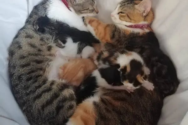 Orya Veteriner Kliniği - Resim 9