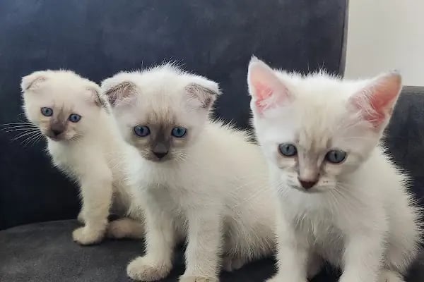 Orya Veteriner Kliniği - Resim 7