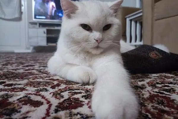 Orya Veteriner Kliniği - Resim 3