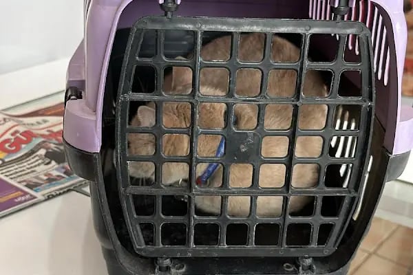 Orya Veteriner Kliniği - Resim 11