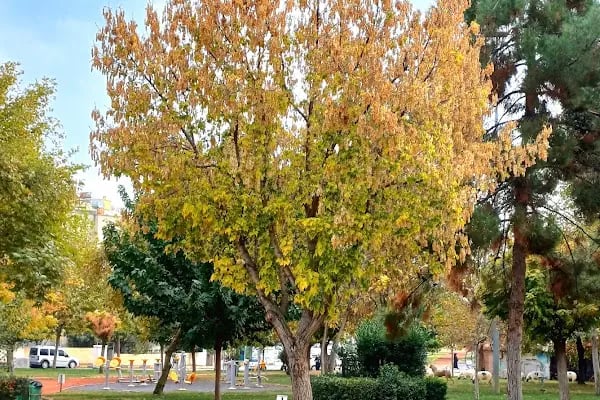 Osmanlı Parkı - Resim 18