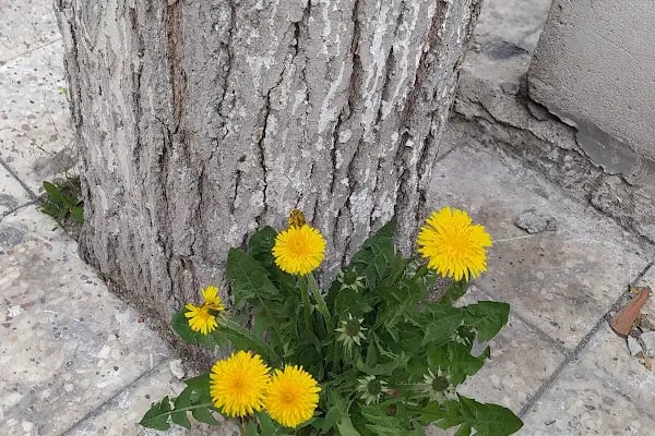 Yenimahalle Demet Semt Pazarı - Resim 5
