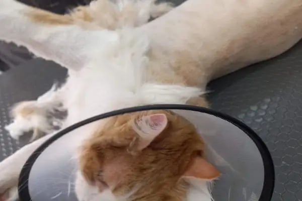 Ataşehir Let's Go! Petshop │ Royal Canin │ Pro Plan │ Kedi Kumu │ Açık Kedi Maması ◄ İnönü ◄ Kayışdağı ◄ Küçükbakkalköy - Resim 3