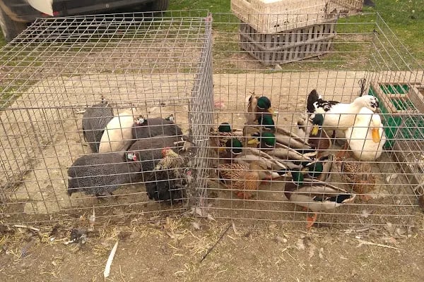 Sakarya Kanatlı Hayvan Pazarı - Resim 19