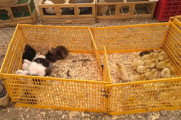 Sakarya Kanatlı Hayvan Pazarı - Resim 18