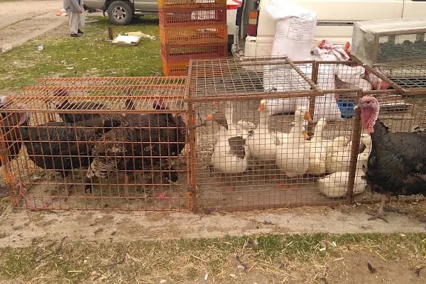Sakarya Kanatlı Hayvan Pazarı - Resim 5