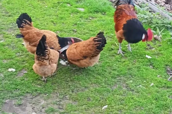 Sakarya Kanatlı Hayvan Pazarı - Resim 3