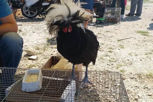 Sakarya Kanatlı Hayvan Pazarı - Resim 11