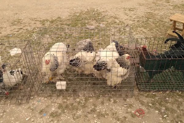Sakarya Kanatlı Hayvan Pazarı - Resim 17
