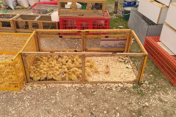 Sakarya Kanatlı Hayvan Pazarı - Resim 20