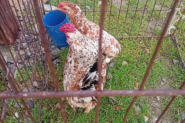 Sakarya Kanatlı Hayvan Pazarı - Resim 14