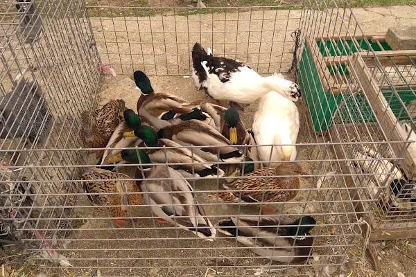 Sakarya Kanatlı Hayvan Pazarı - Resim 12