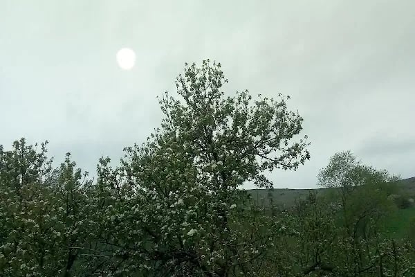 Bala Tarım Ve Hayvancılık - Resim 9