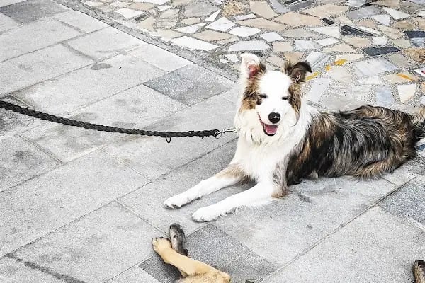 Laika Veteriner Kliniği - Resim 17