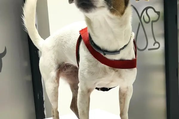 Laika Veteriner Kliniği - Resim 11