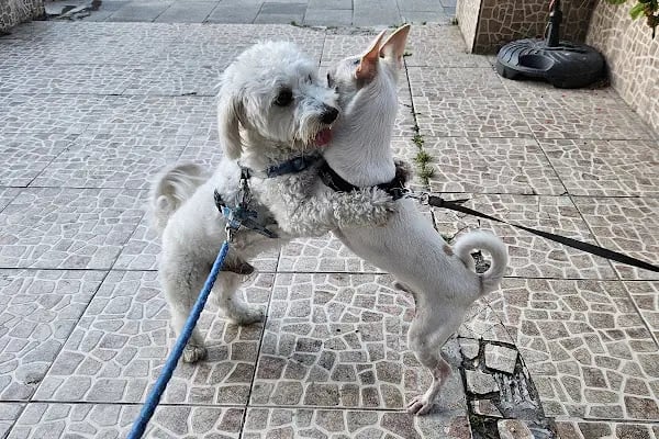 Laika Veteriner Kliniği - Resim 15