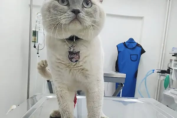 Laika Veteriner Kliniği - Resim 6