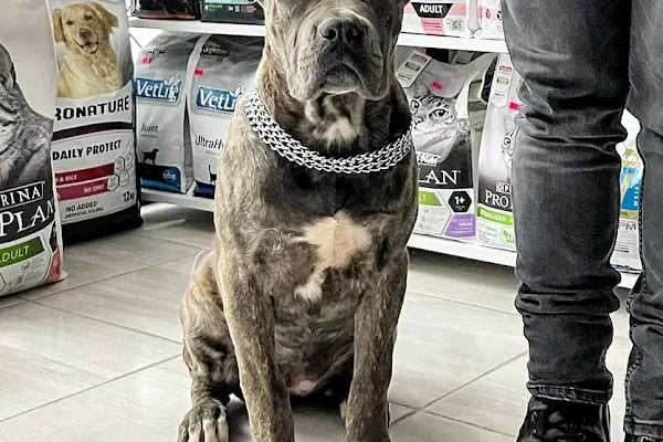 Laika Veteriner Kliniği - Resim 16