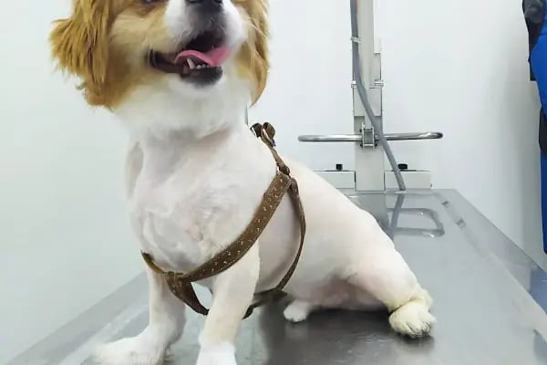Laika Veteriner Kliniği - Resim 3