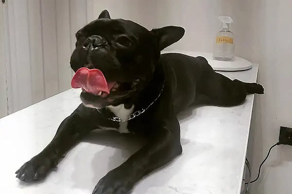 Laika Veteriner Kliniği - Resim 18