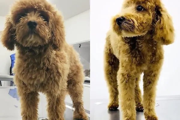 Laika Veteriner Kliniği - Resim 1