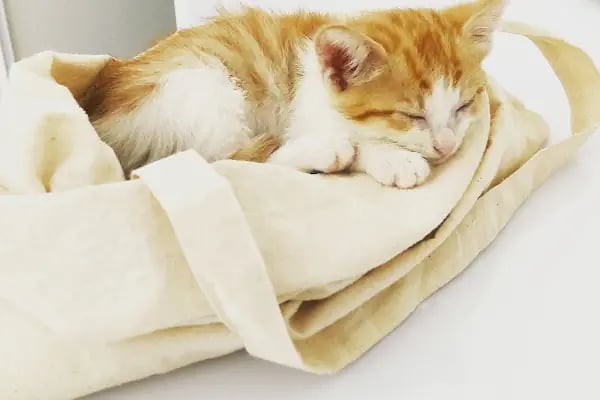 Laika Veteriner Kliniği - Resim 19