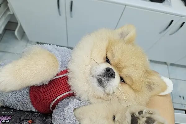 Laika Veteriner Kliniği - Resim 2