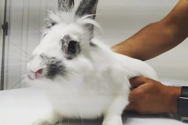 Laika Veteriner Kliniği - Resim 12