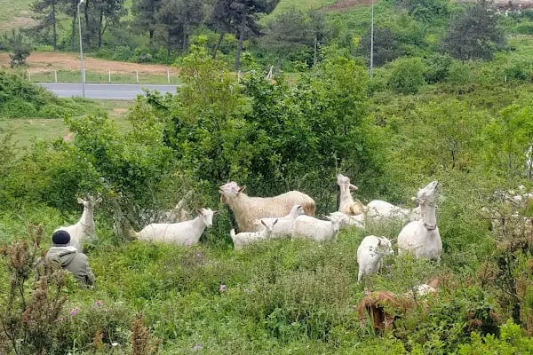 Boğazköy Memba Mezarlığı - Resim 9