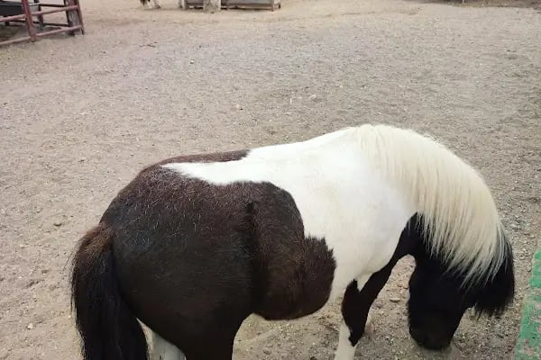 Tarsus Doğa Parkı ve Hayvanat Bahçesi - Resim 14