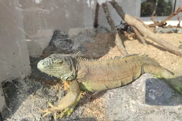 Tarsus Doğa Parkı ve Hayvanat Bahçesi - Resim 15