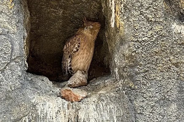 Tarsus Doğa Parkı ve Hayvanat Bahçesi - Resim 19