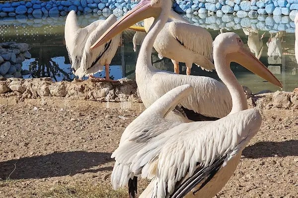 Tarsus Doğa Parkı ve Hayvanat Bahçesi - Resim 20
