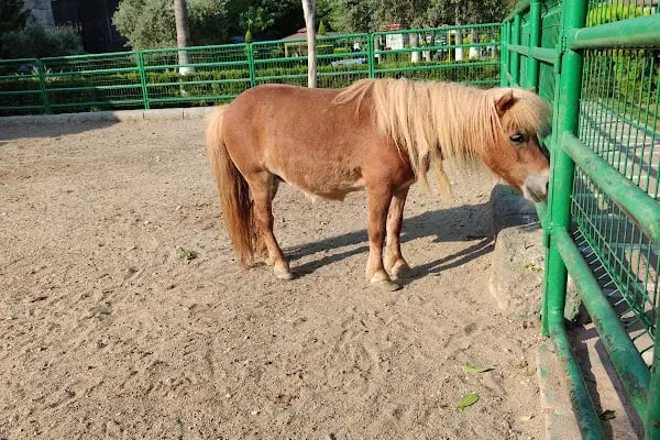 Tarsus Doğa Parkı ve Hayvanat Bahçesi - Resim 13