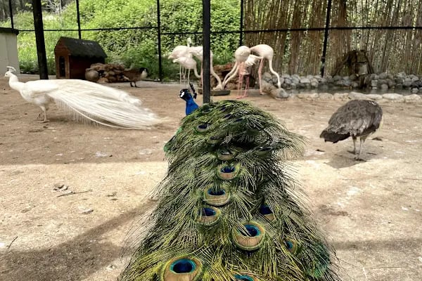 Tarsus Doğa Parkı ve Hayvanat Bahçesi - Resim 4