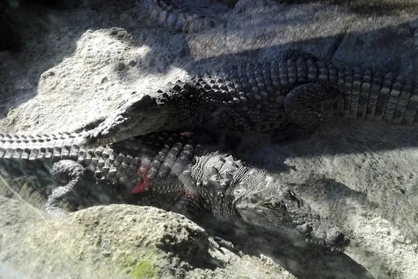 Tarsus Doğa Parkı ve Hayvanat Bahçesi - Resim 12