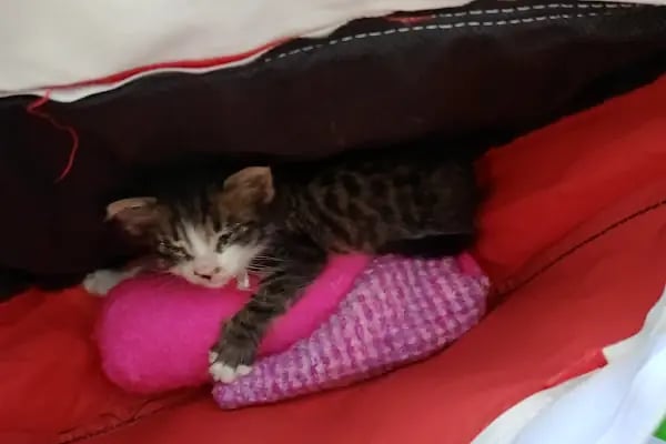 Ortivet Veteriner Polikliniği - Resim 6