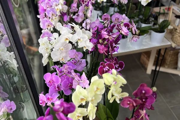 Botanica Flower - Resim 20