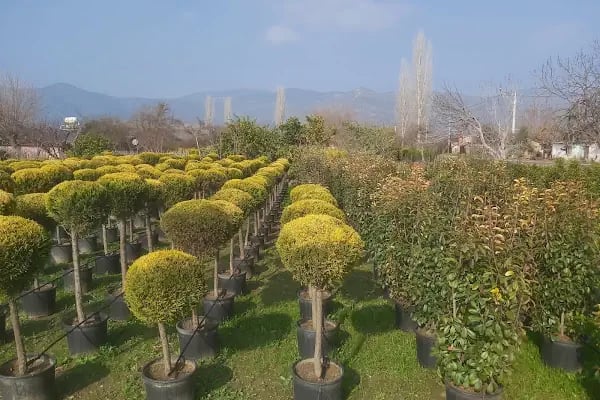 İzmir Vanlı Çiçekçilik - Resim 1