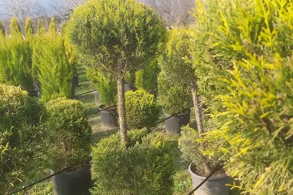 İzmir Vanlı Çiçekçilik - Resim 5