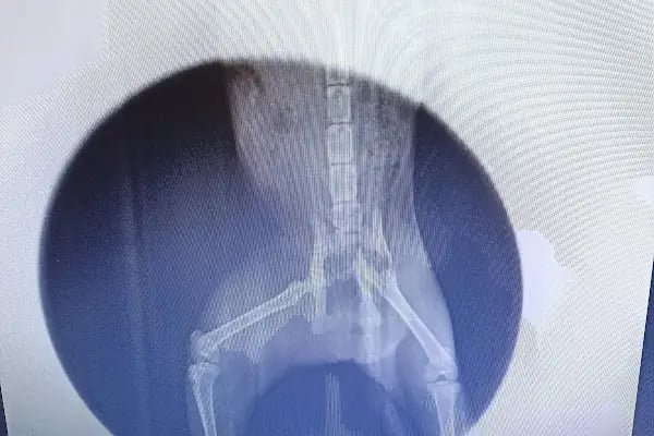 Şiir Veteriner Kliniği - Resim 5