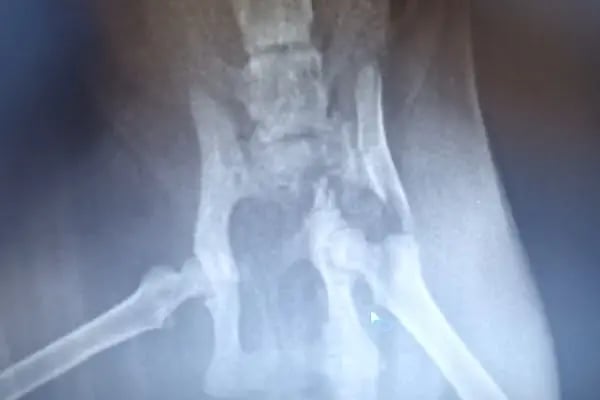 Şiir Veteriner Kliniği - Resim 3