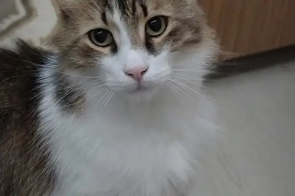 Şiir Veteriner Kliniği - Resim 4