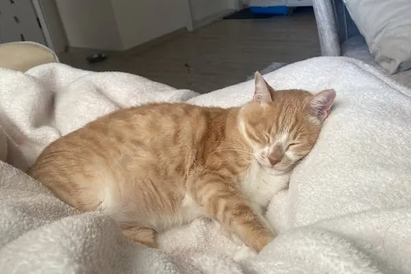 Gaziantep Aslan Veteriner Kliniği - Resim 10