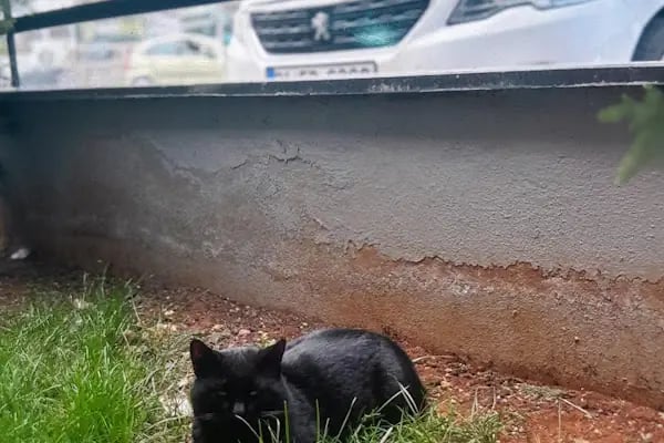 Gaziantep Aslan Veteriner Kliniği - Resim 16
