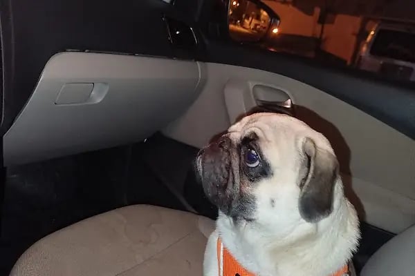 Gaziantep Aslan Veteriner Kliniği - Resim 18
