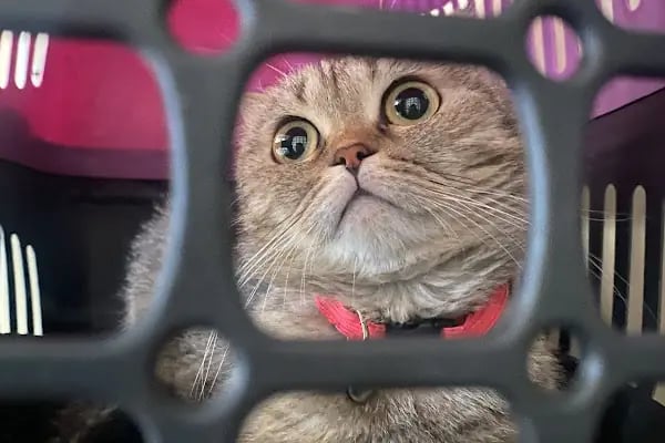 Gaziantep Aslan Veteriner Kliniği - Resim 14