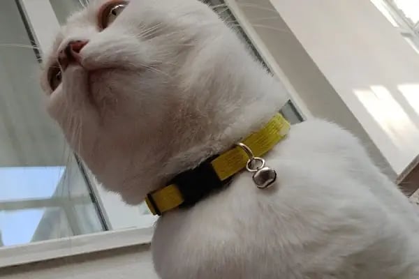 Gaziantep Aslan Veteriner Kliniği - Resim 6